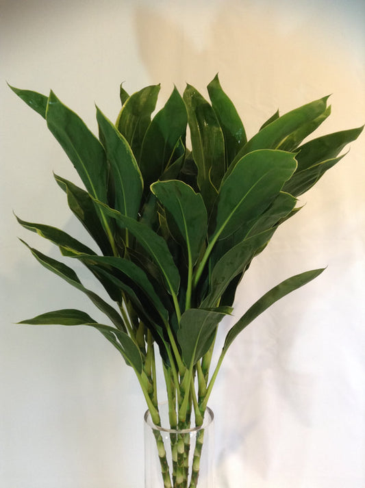 CORDYLINE TOPS - SNOW WHITE TOP - 5 STEM BUNCHES