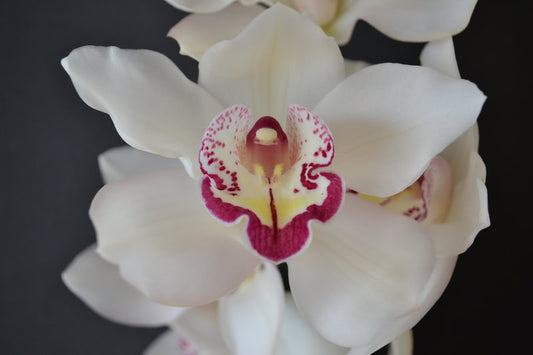 Cymbidium Orchids Standard Cymbidiums - WHITE GEISHA