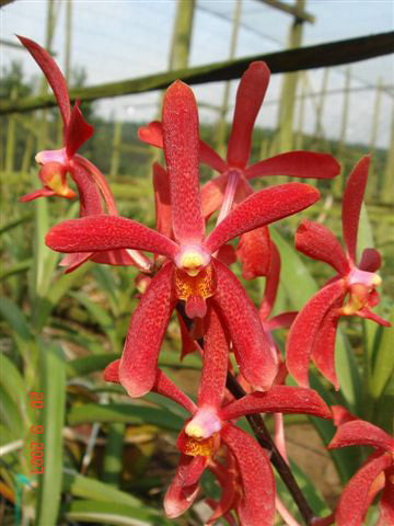 Singapore Orchids Aranda Orchids - KEN RED