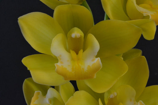 Cymbidium Orchids Mini Cymbidiums - AMAZON GOLD
