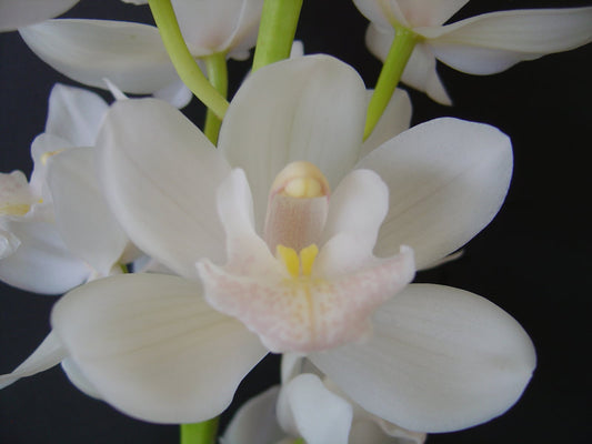 Cymbidium Orchids Mini Cymbidiums - ELFIN