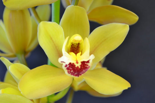 Cymbidium Orchids Mini Cymbidiums -MARY PINCHES