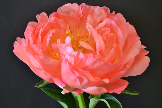 Peony Roses - CORAL SUNSET