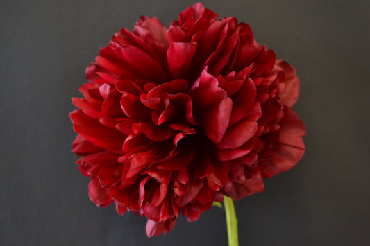 Peony Roses -RED GRACE