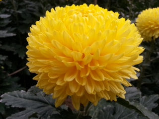 Chrysanthemums Peony BIG MUM YELLOW (natural)
