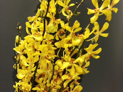 Singapore Orchids Aranthera Orchids - Yousofara Yellow