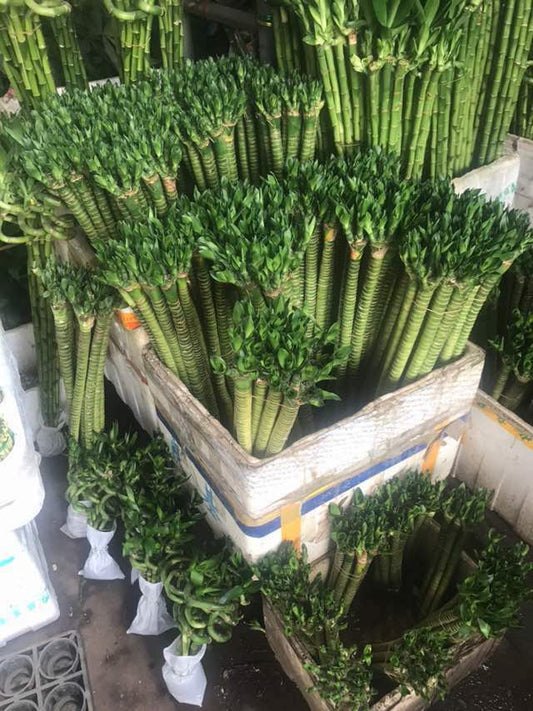 Prosperous Bamboo - Lucky Bamboo ASSORTED