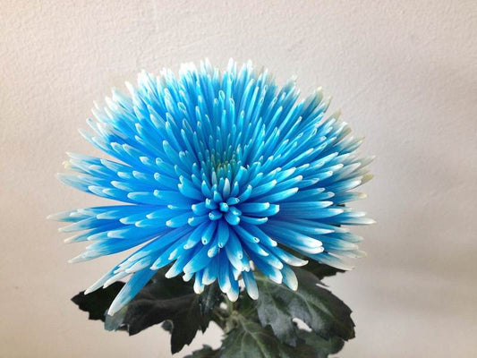 Chrysanthemums Anastasia/ Disbud (Spider)- White Dyed Blue