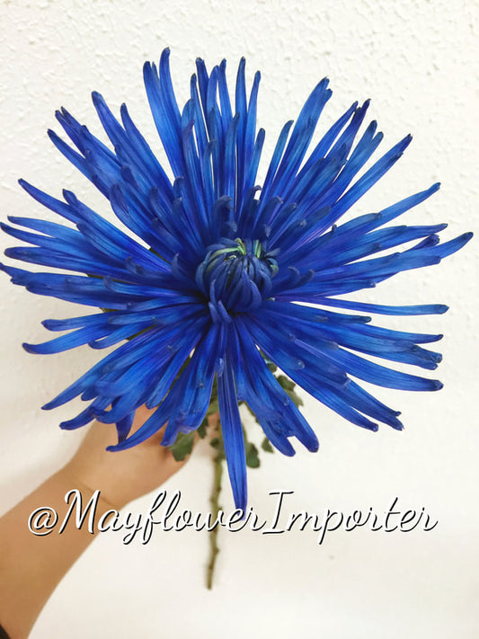 Chrysanthemums Anastasia/ Disbud (Spider)- White Dyed Dark Blue
