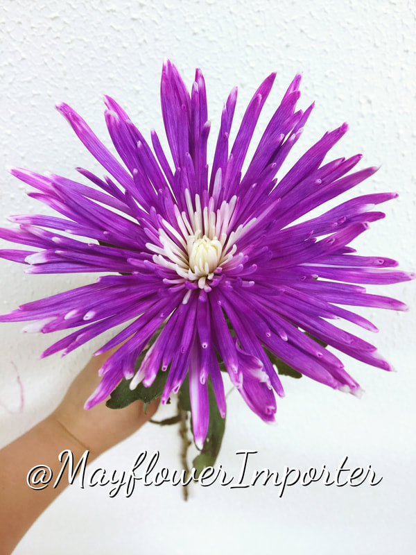 Chrysanthemums Anastasia/ Disbud (Spider) - White Dyed Purple