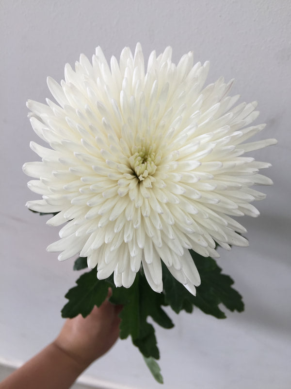 Chrysanthemums Anastasia/ Disbud (Spider) - White (Natural)