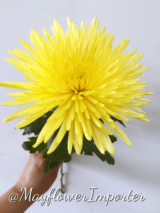 Chrysanthemums Anastasia/ Disbud (Spider) - Yellow (Natural)