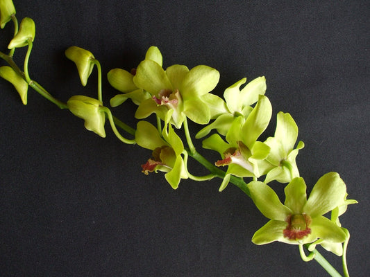 Singapore Orchids Bouquet Size & Dyed Orchids - Den Green