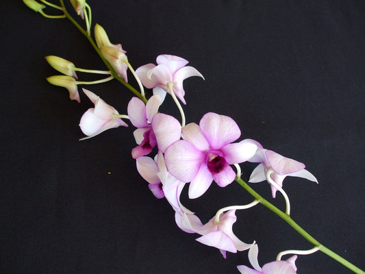 Singapore Orchids Bouquet Size & Dyed Orchids - Den Two Tone