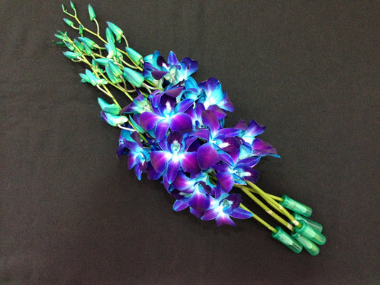 Singapore Orchids Bouquet Size & Dyed Orchids - Galaxy Dyed Blue