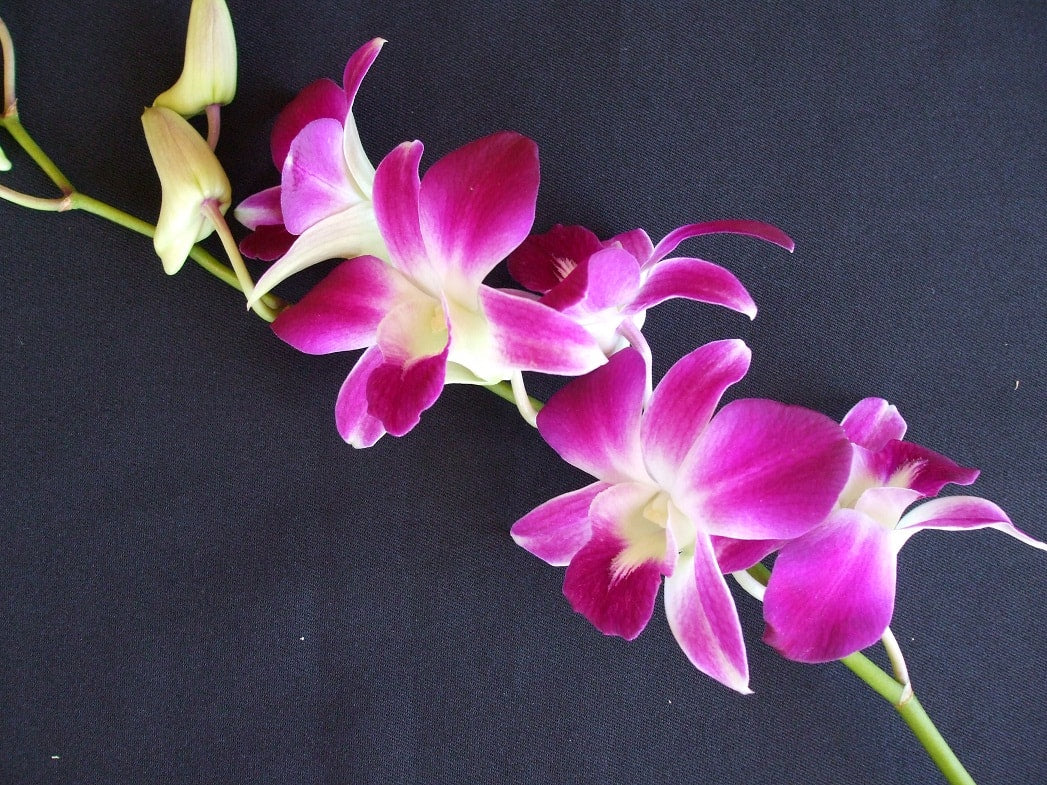 Singapore Orchids Bouquet Size & Dyed Orchids - Galaxy