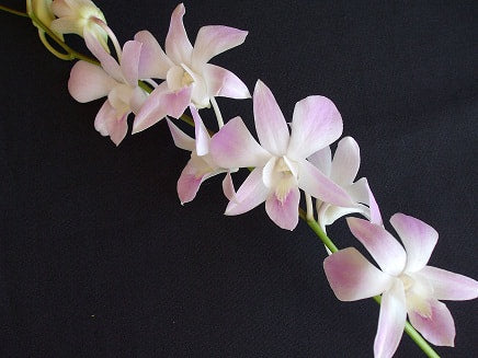 Singapore Orchids Bouquet Size & Dyed Orchids - Missteen