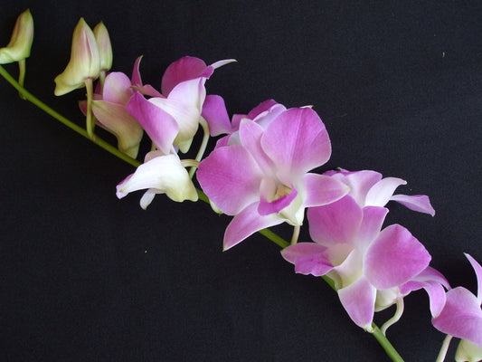 Singapore Orchids Bouquet Size & Dyed Orchids - Pinky