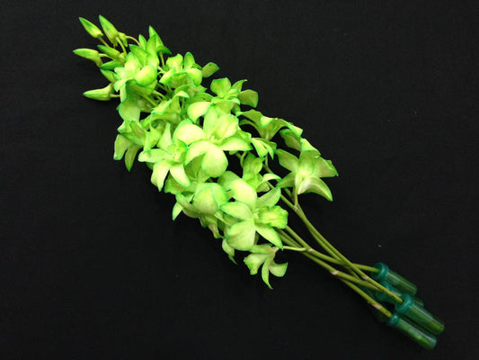 Singapore Orchids Bouquet Size & Dyed Orchids - White Dyed Green
