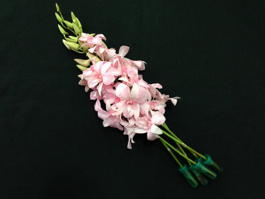 Singapore Orchids Bouquet Size & Dyed Orchids - White Dyed Pink Stripe