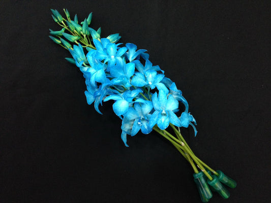 Singapore Orchids Bouquet Size & Dyed Orchids - White Dyed Sky Blue