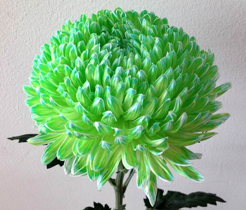 Chrysanthemums Peony Big Mums White Dyed Green