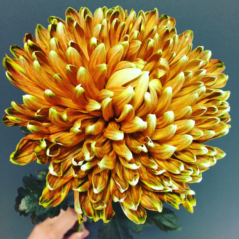 Chrysanthemums Peony Big Mums - N/A (1)