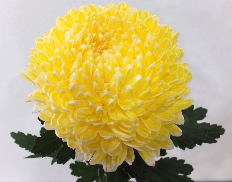 Chrysanthemums Peony Big Mums White Dyed Yellow