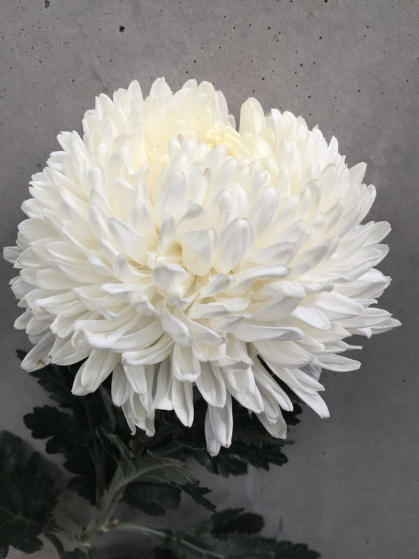 Chrysanthemums Peony Big Mums White (Natural)