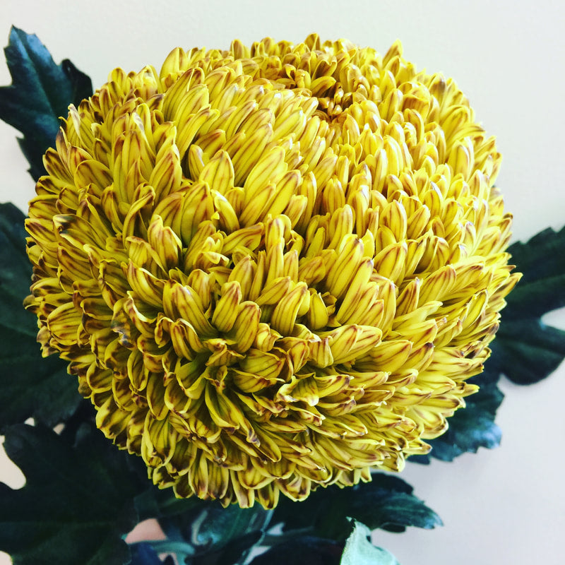 Chrysanthemums Peony Big Mums Yellow Dyed Gold