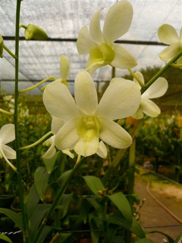 Singapore Orchids Dendrobium Orchids - Big White