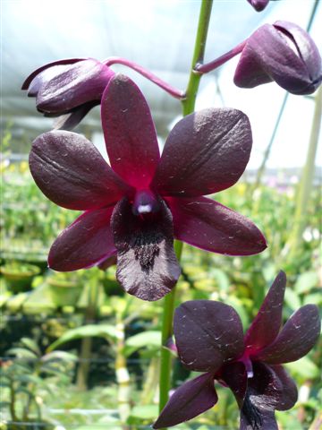 Singapore Orchids Dendrobium Orchids - Black Beauty