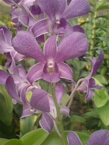 Singapore Orchids Dendrobium Orchids - Blue Fairy