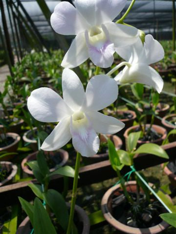 Singapore Orchids Dendrobium Orchids - Bon White