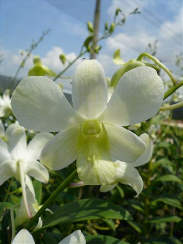 Singapore Orchids Dendrobium Orchids - Den White