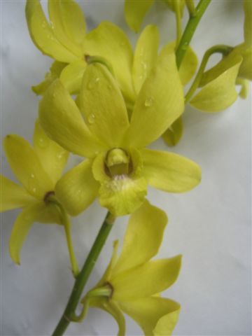 Singapore Orchids Dendrobium Orchids - Den Yellow