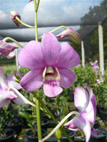 Singapore Orchids Dendrobium Orchids - Lady Pink