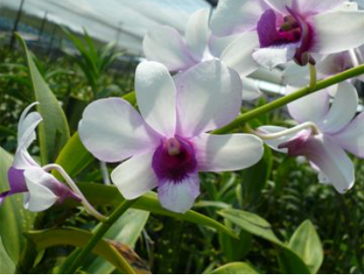 Singapore Orchids Dendrobium Orchids - N/A (4)