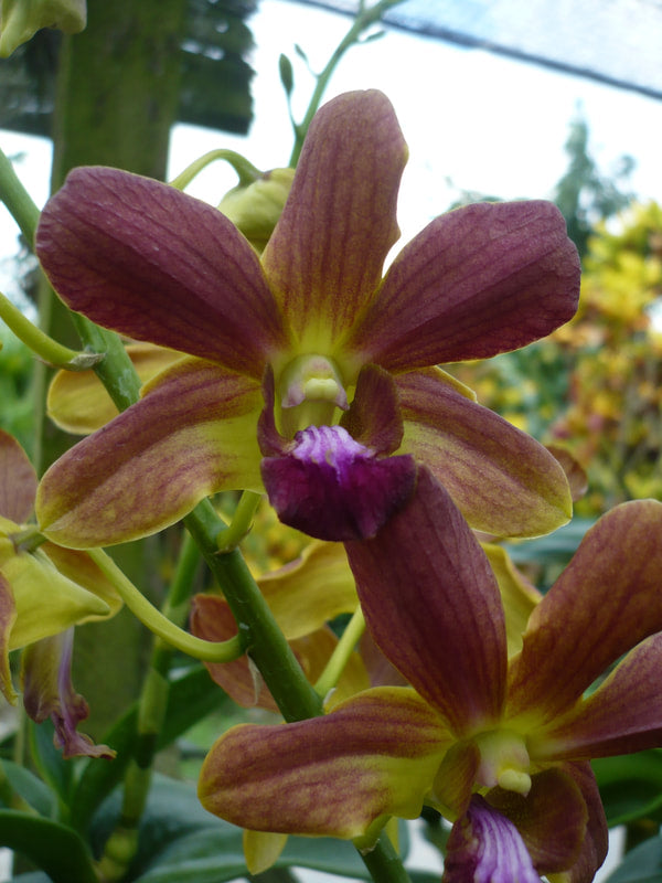 Singapore Orchids Dendrobium Orchids - N/A (5)