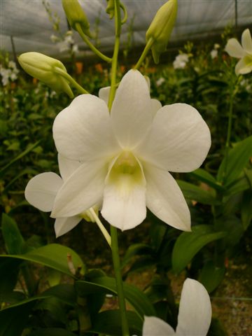 Singapore Orchids Dendrobium Orchids - Pure White