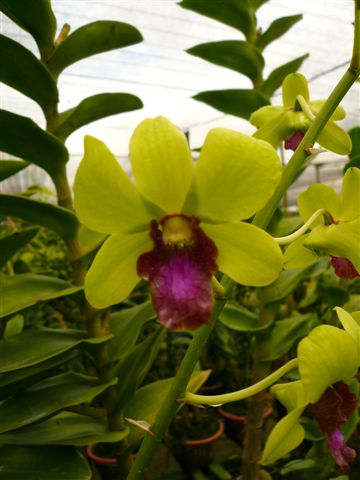 Singapore Orchids Dendrobium Orchids - Red Lip