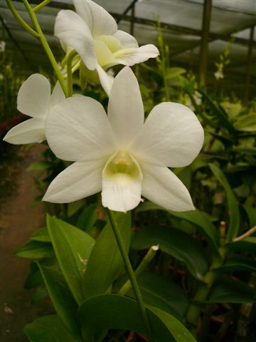 Singapore Orchids Dendrobium Orchids - Snow White