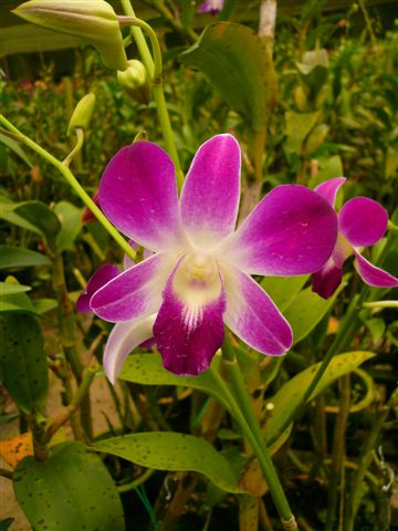 Singapore Orchids Dendrobium Orchids - SONIA