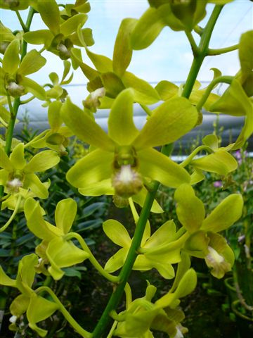 Singapore Orchids Dendrobium Orchids - YKW