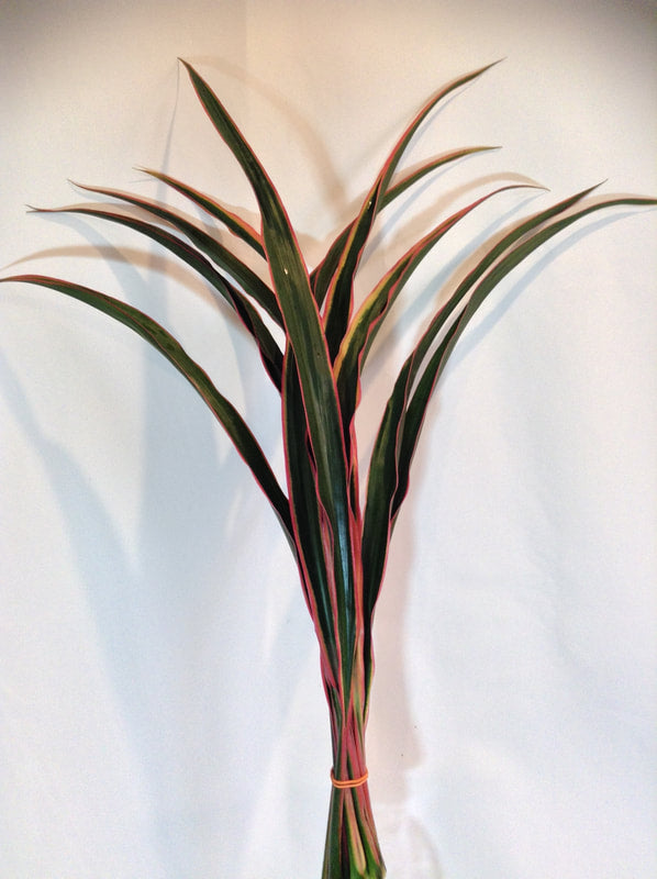 Tropical Foliage Cut Foliage - CORDYLINE CHICKEN TAIL - 10 STEM BUNCHES