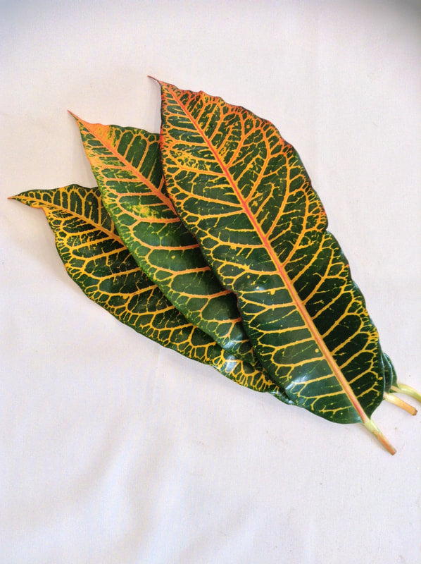 Tropical Foliage Cut Foliage - CROTON LEAF - 10 STEM BUNCHES