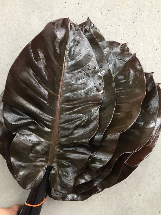 Tropical Foliage Cut Foliage - PHILODENDRON BLACK CHANGO LEAF - 5 STEM BUNCHES