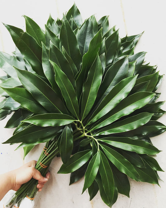Tropical Foliage Cut Foliage -  PHILODENDRON FUN BUNCH 5 STEM BUNCHES
