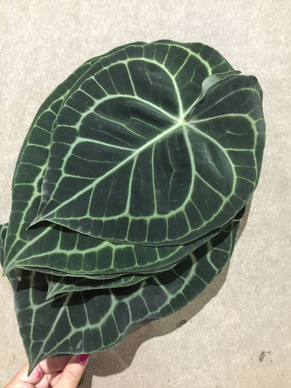 Tropical Foliage Cut Foliage - TURTLE LEAVES CLARINERVIUM LEAVES 5 STEM BUNCHES