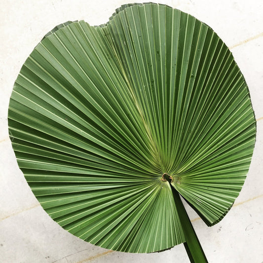 Tropical Foliage Cut Foliage - CUT ROBUSTA PALM SPECIAL ORDER ROUND SHAPE 5 STEM BUNCHES